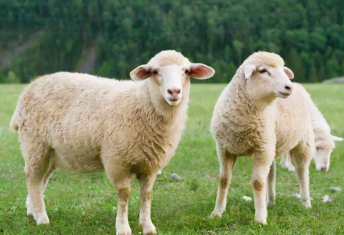 三只羊吃瓜黑料爆料网